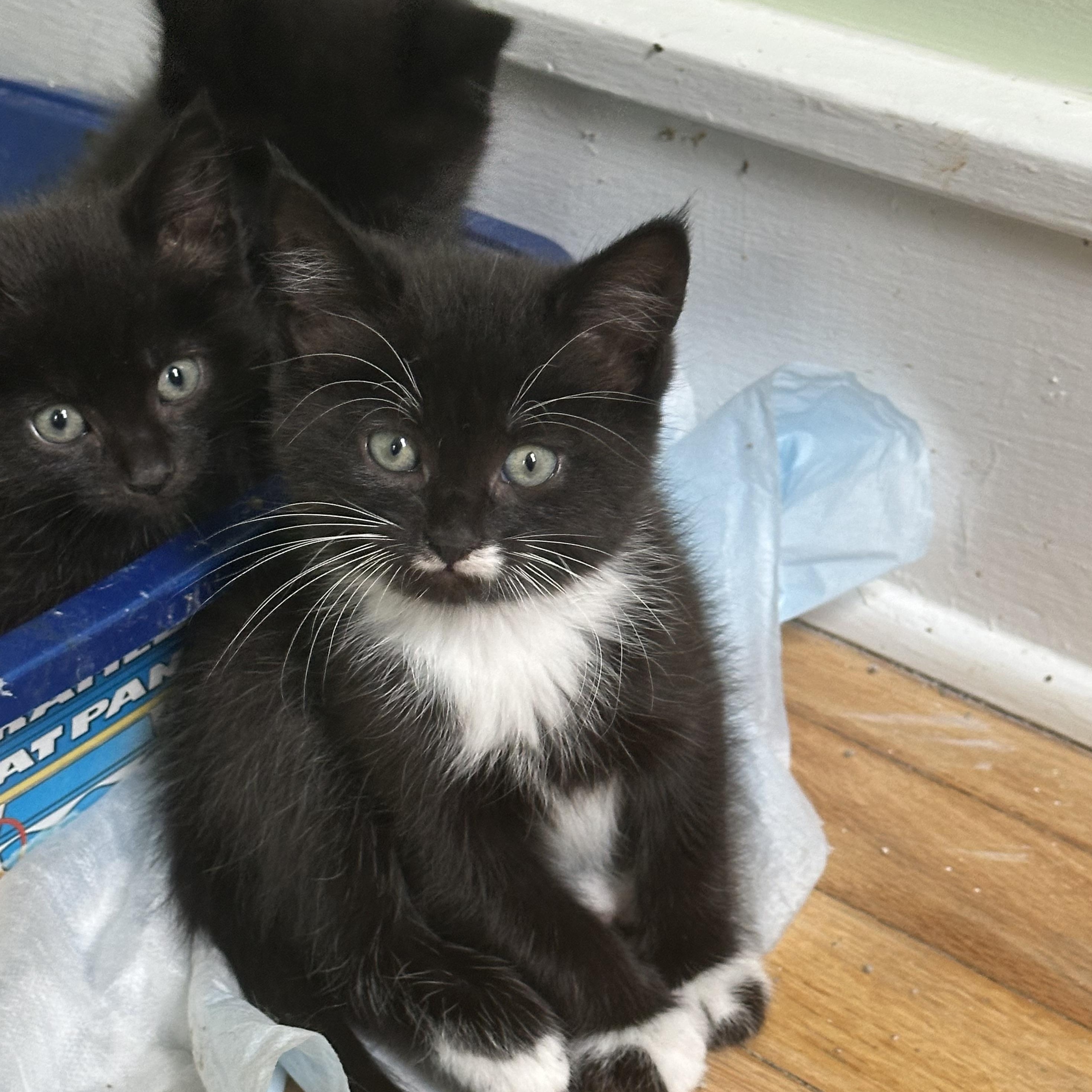 Enlarge Hana’s Kittens , a Adoptable Domestic Short Hair in Clifton, NJ image 5/6