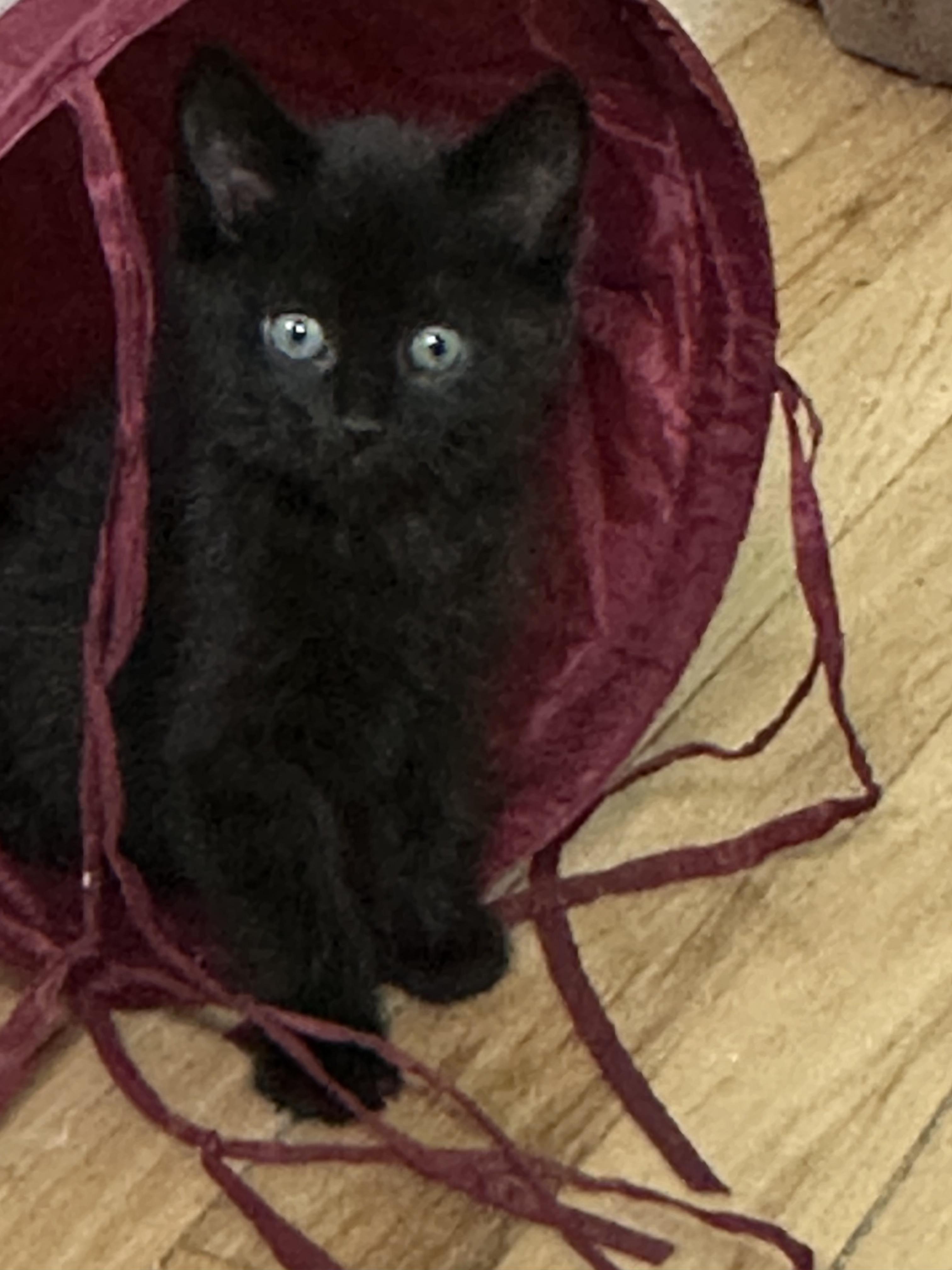 Hana’s Kittens Almost Ready…