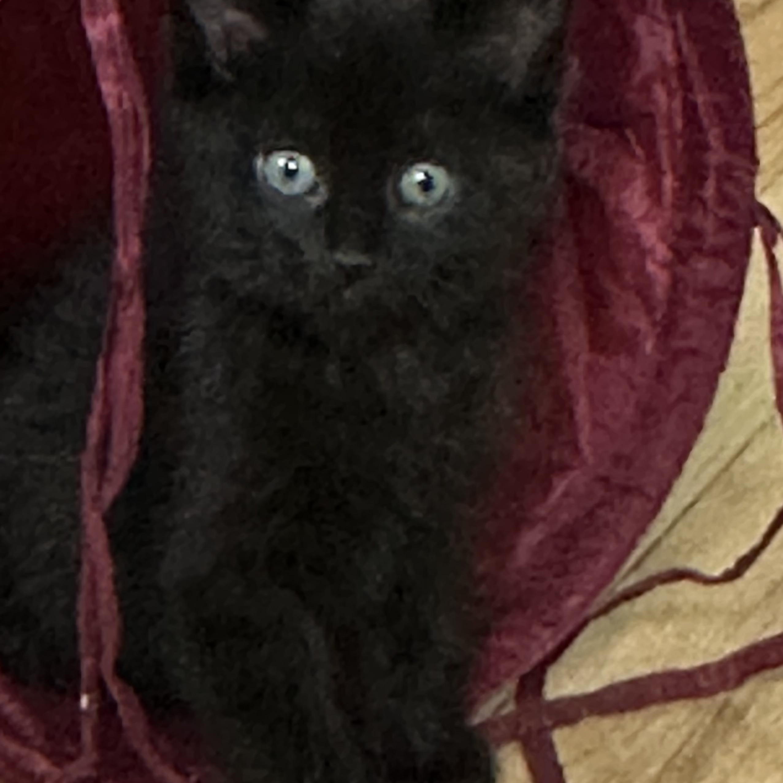 Enlarge Hana’s Kittens , a Adoptable Domestic Short Hair in Clifton, NJ image 6/6