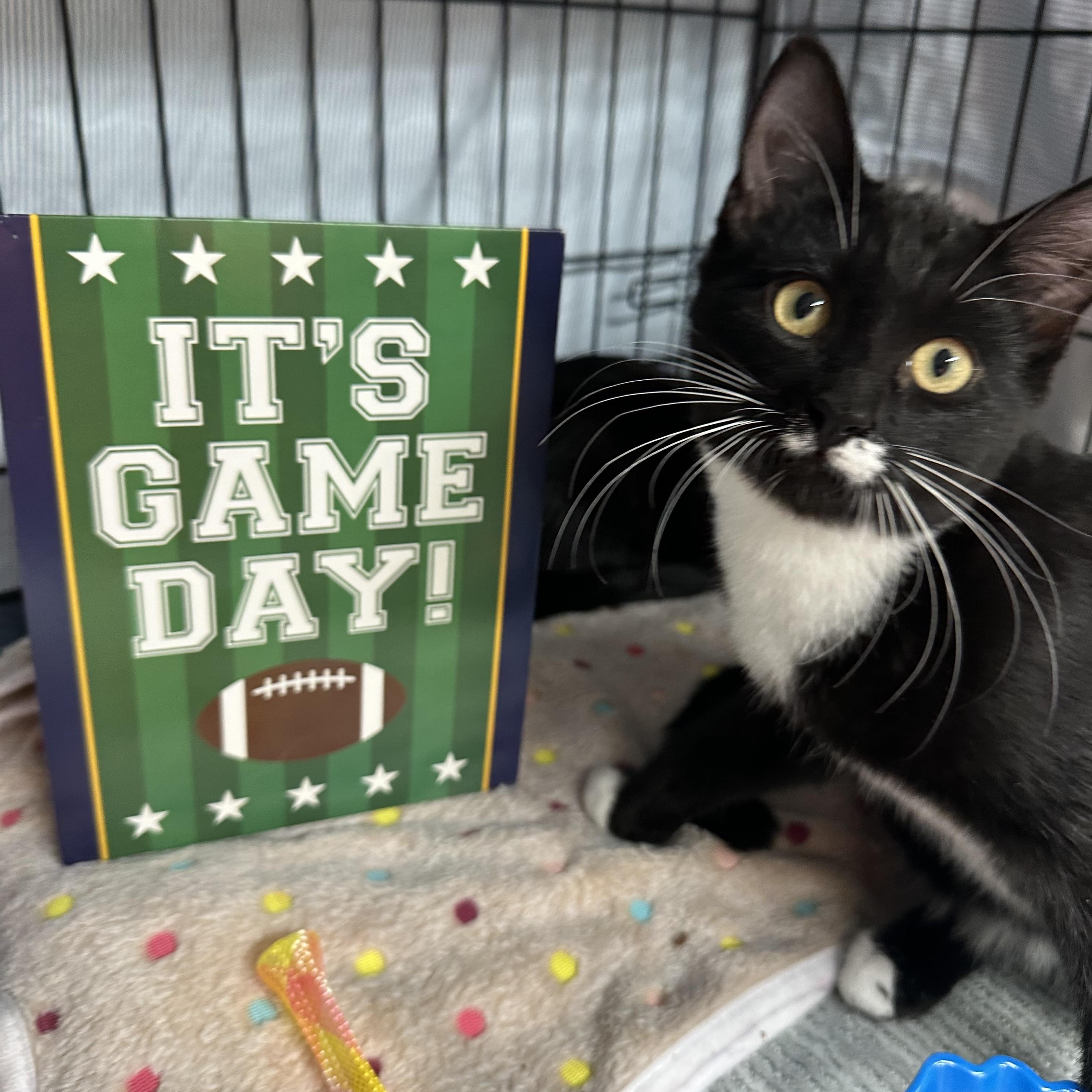 Hana’s Kittens , Adoptable, Kitten Female Domestic Short Hair.