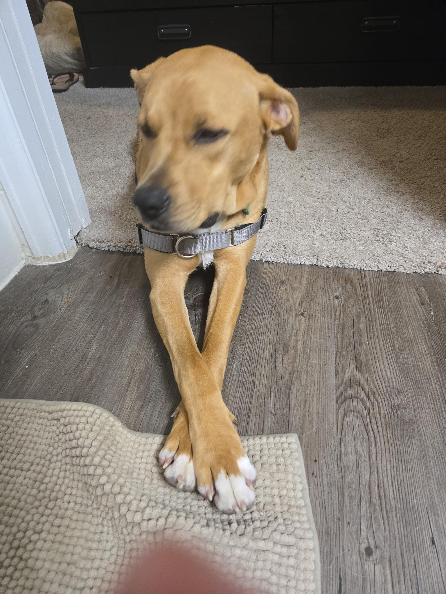 Enlarge Kaivon, a Adoptable mixed breed image 2/6