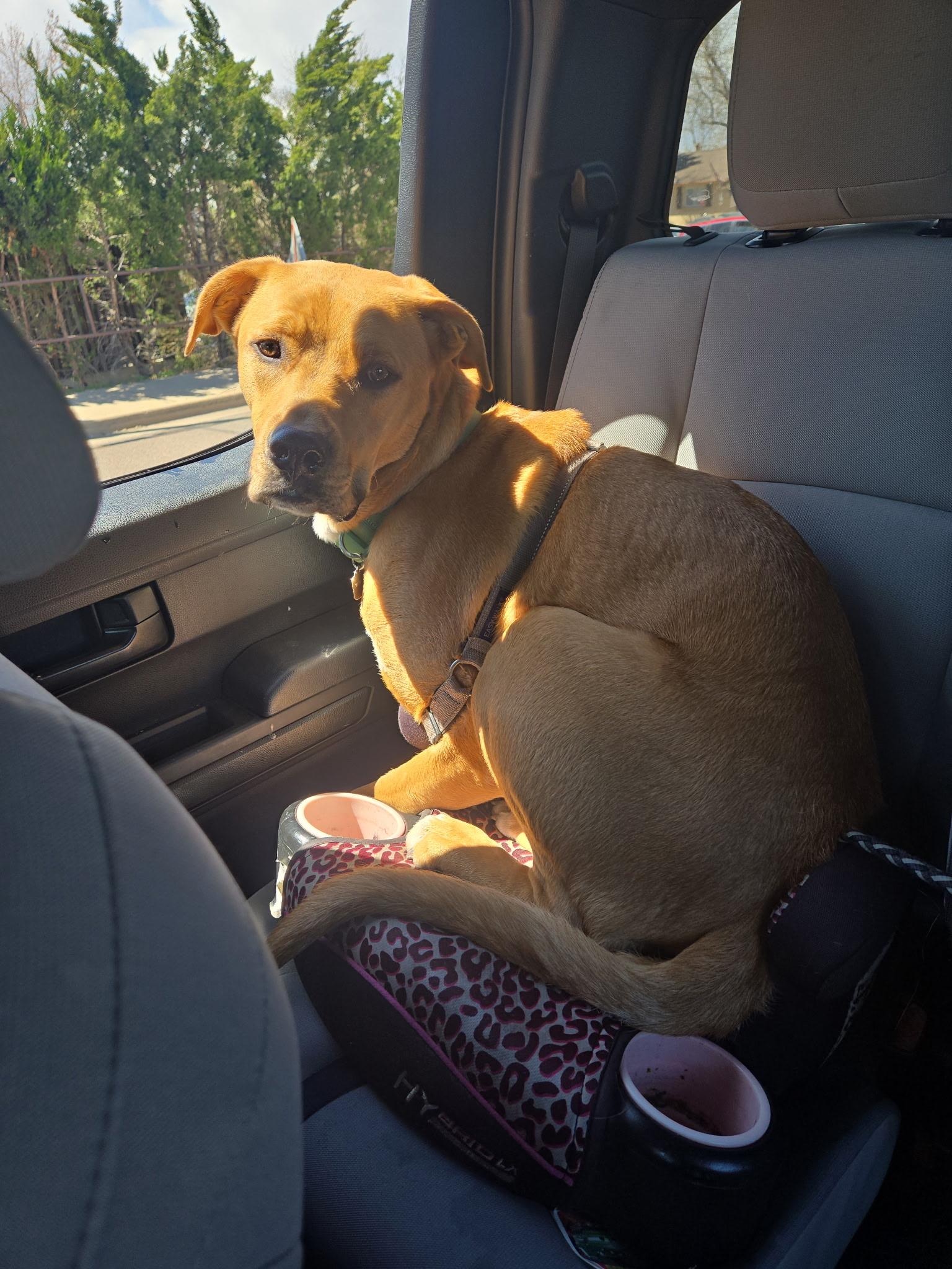 Kaivon, Adoptable, Young Male Labrador Retriever.