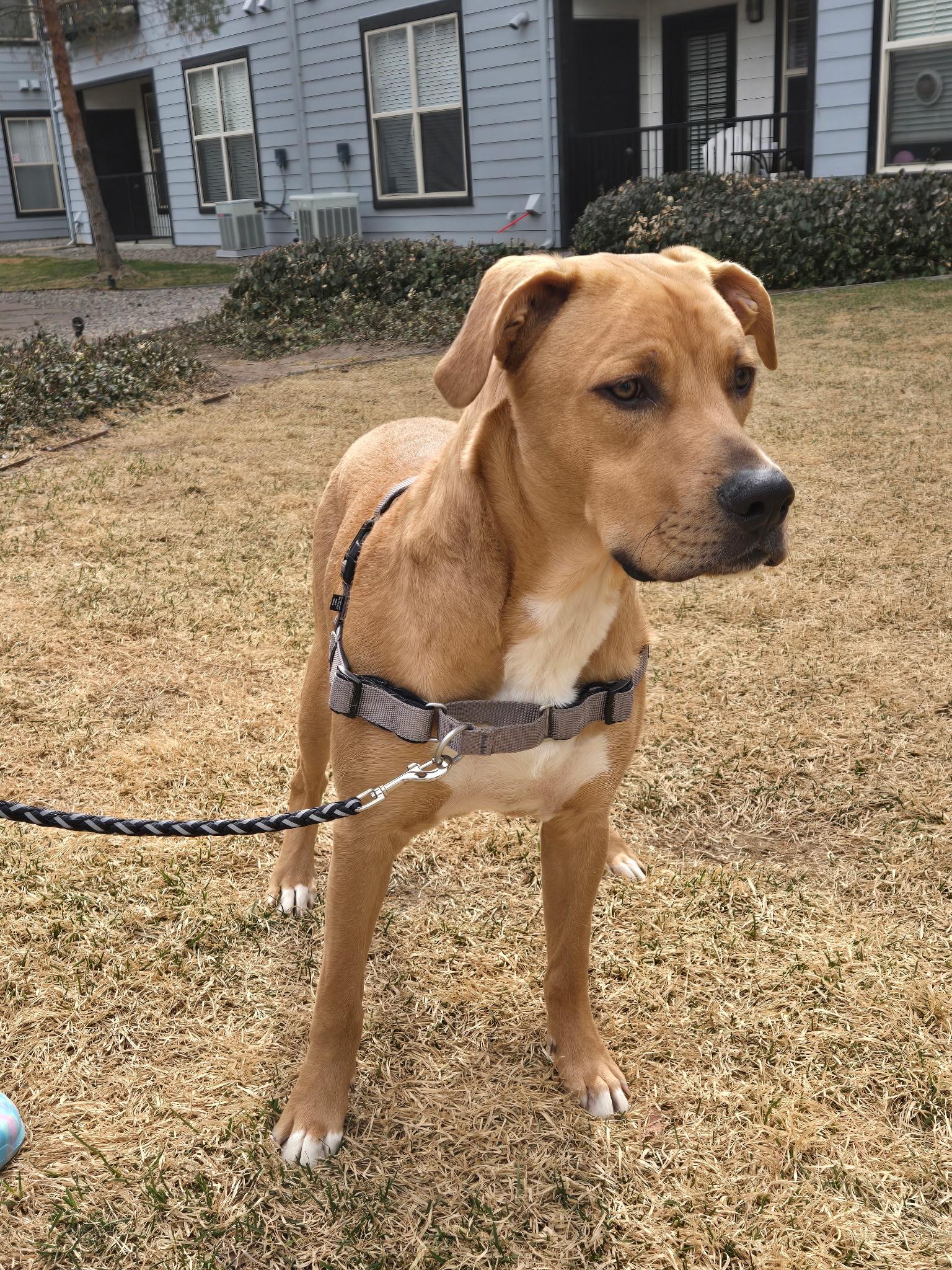 Enlarge Kaivon, a Adoptable mixed breed image 4/6