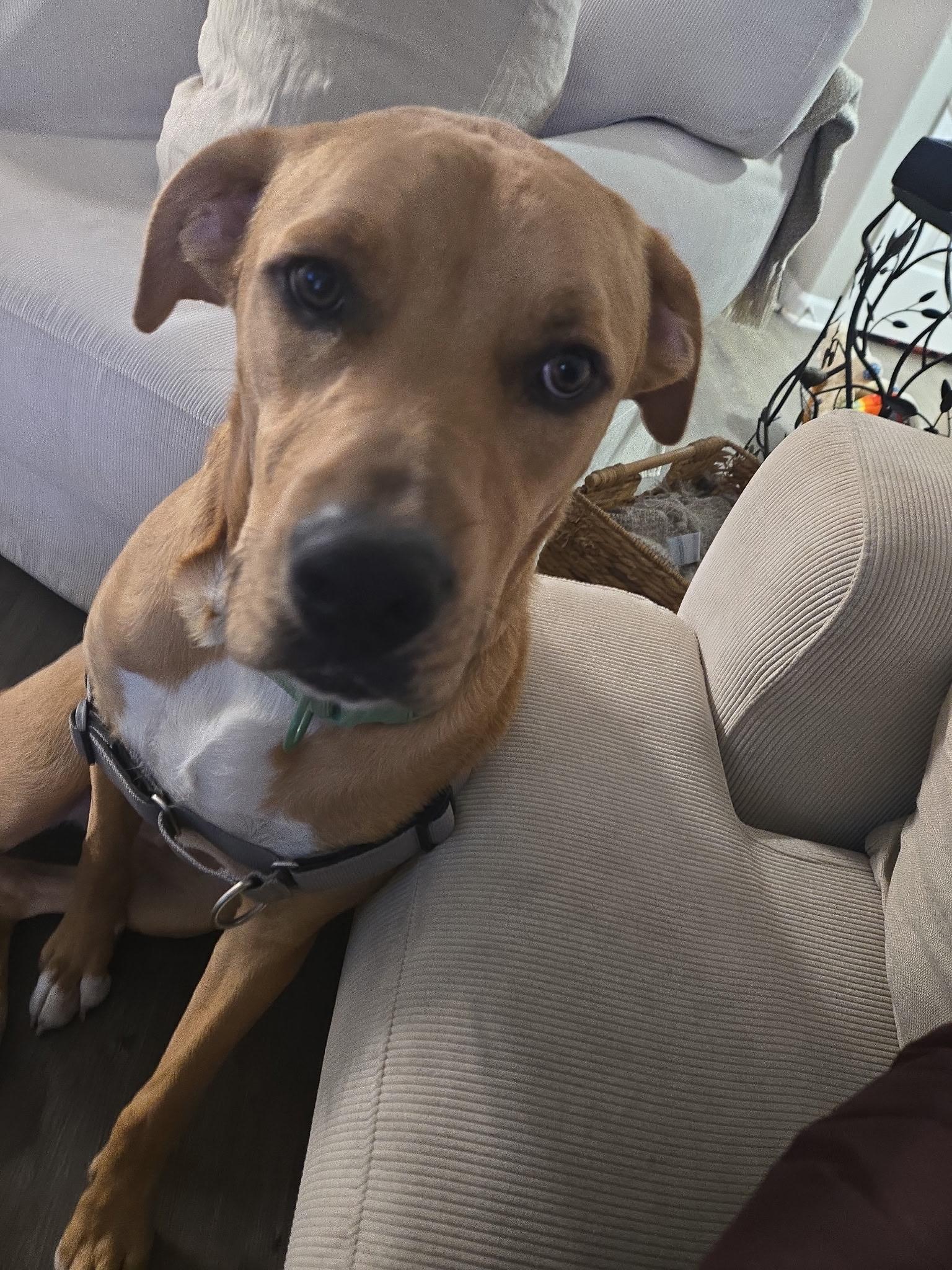 Enlarge Kaivon, a Adoptable mixed breed image 5/6