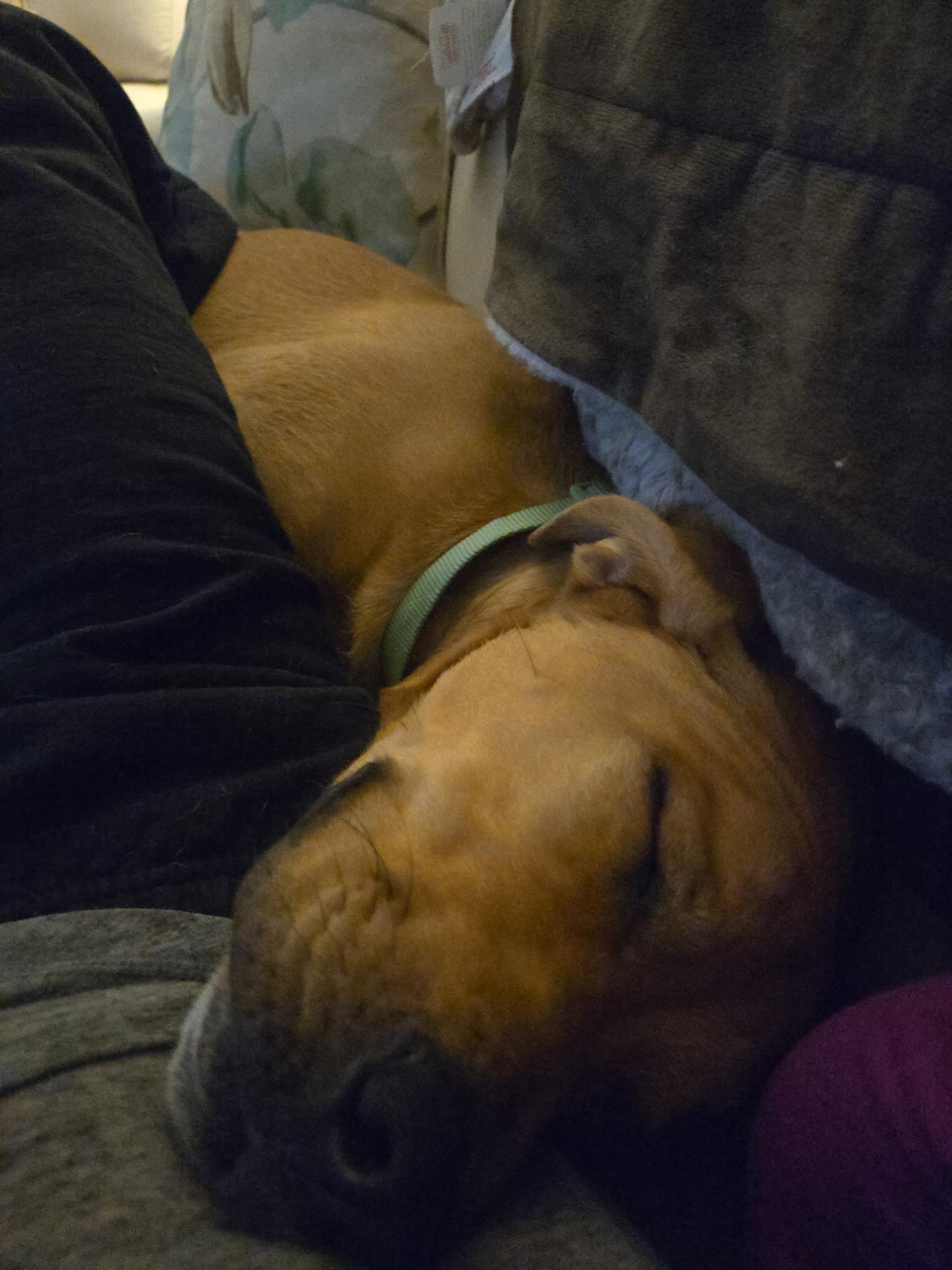 Enlarge Kaivon, a Adoptable mixed breed image 6/6