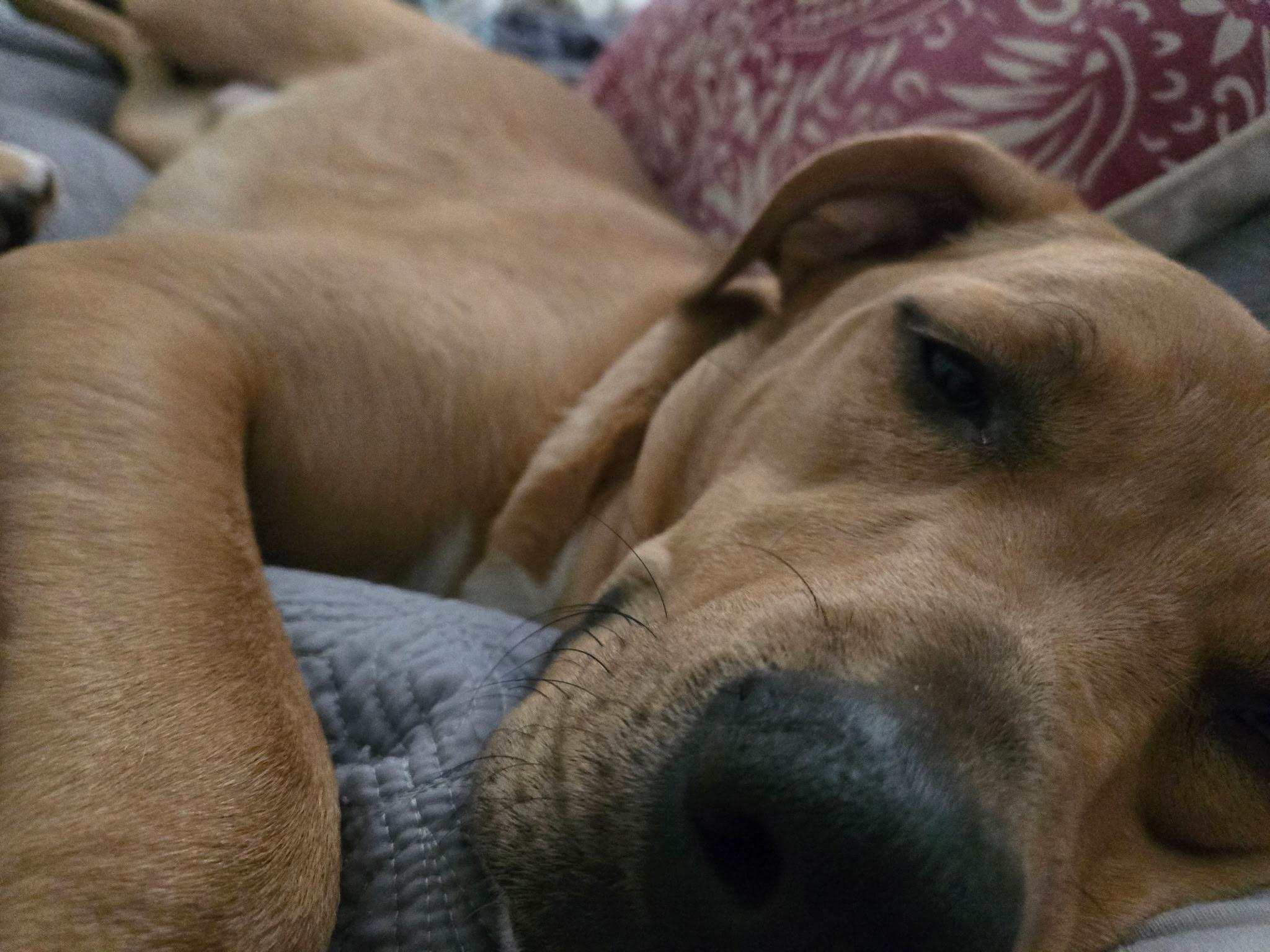 Enlarge Kaivon, a Adoptable mixed breed image 3/6