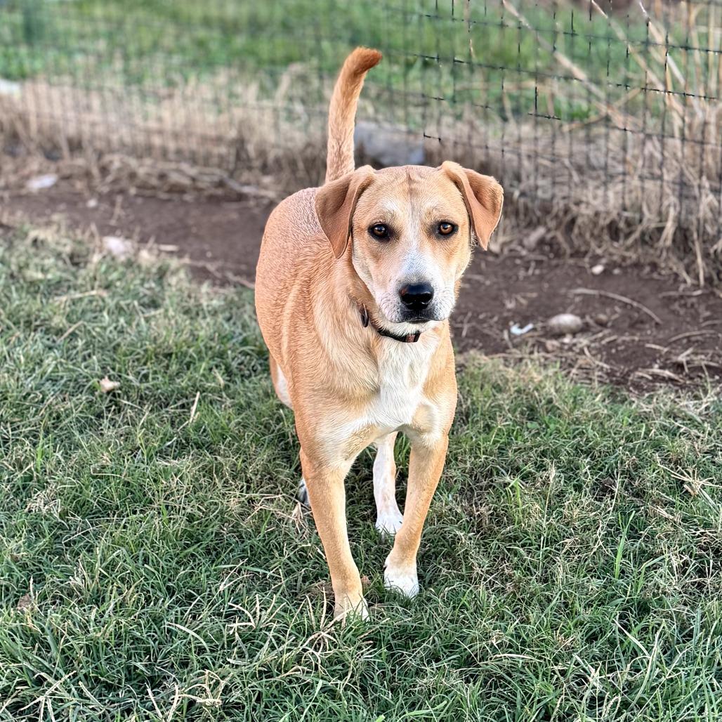 Katie, Adoptable, Adult Female Mixed Breed.