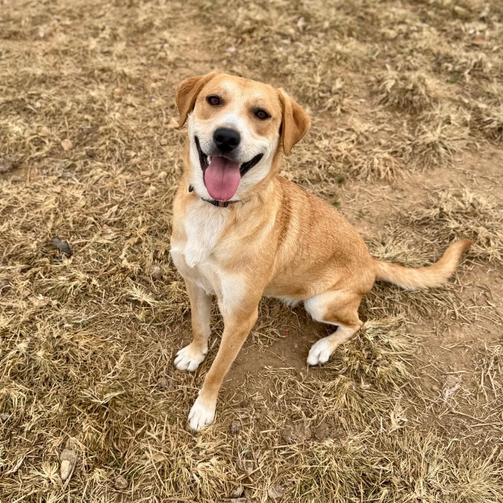 Enlarge Katie, a Adoptable Mixed Breed in Huntsville, AL image 2/3