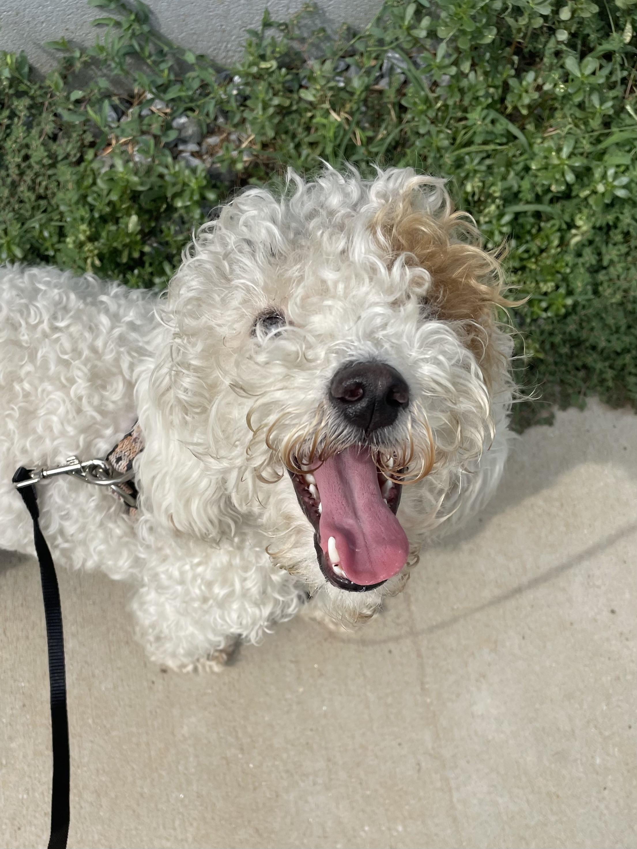 Charlotte, an adoptable Labradoodle in POTOMAC, MD, 20854 | Photo Image 1