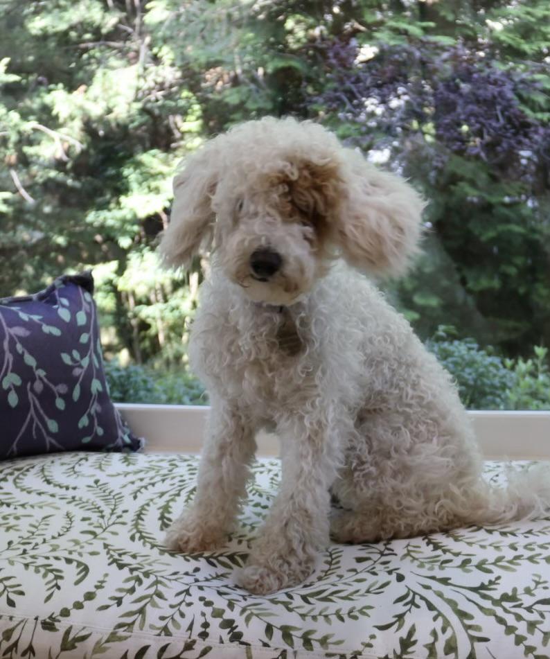 Charlotte, an adoptable Labradoodle in POTOMAC, MD, 20854 | Photo Image 3