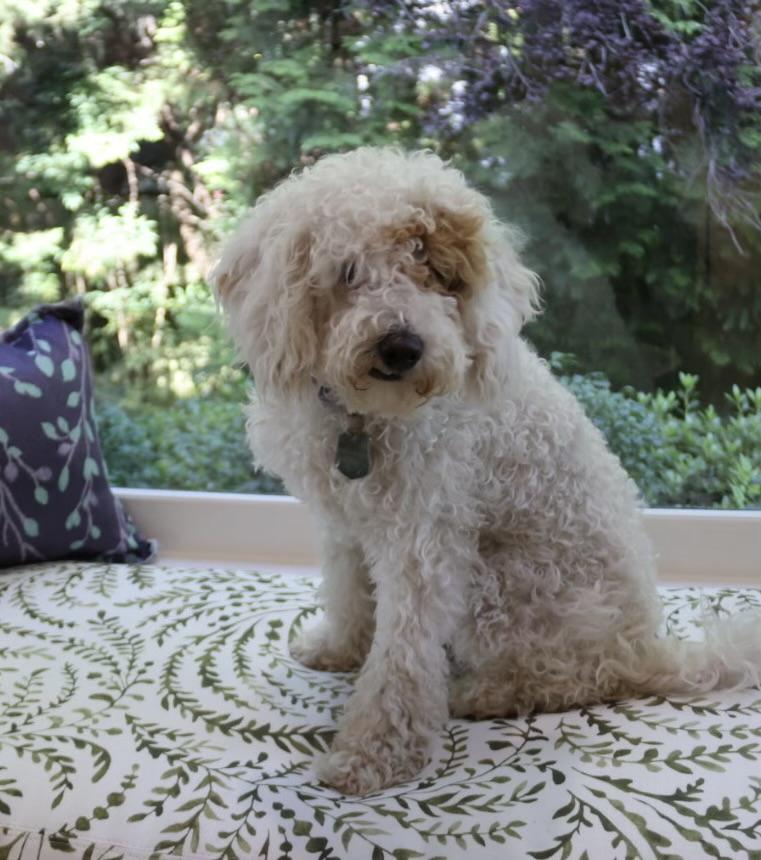 Charlotte, an adoptable Labradoodle in POTOMAC, MD, 20854 | Photo Image 2