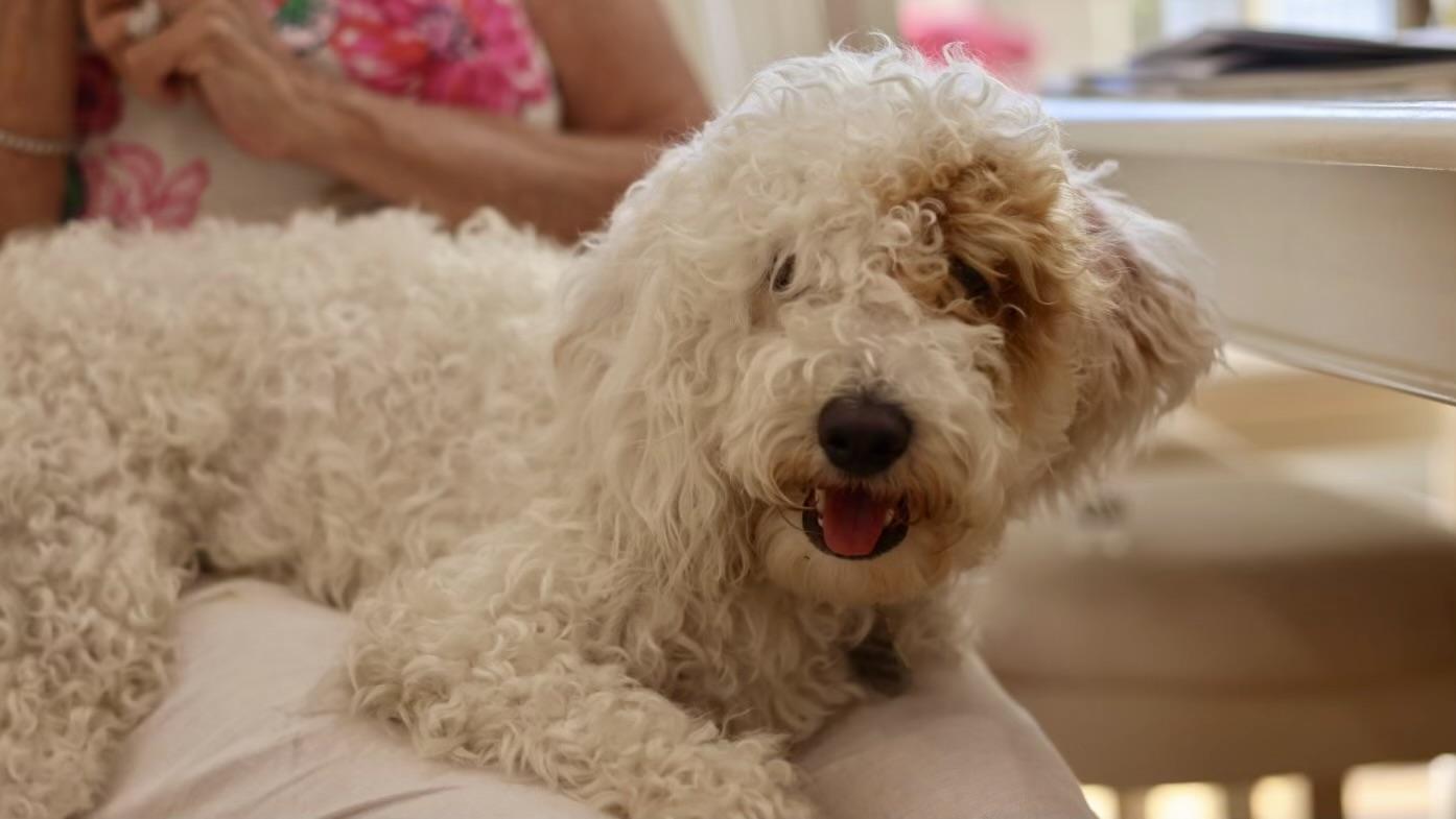 Charlotte, an adoptable Labradoodle in POTOMAC, MD, 20854 | Photo Image 4