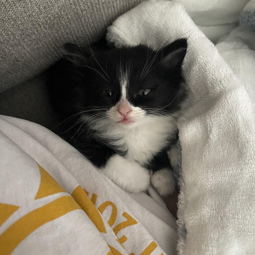 Carbonara, a Adoptable Domestic Short Hair in Phoenix, AZ image 1/6