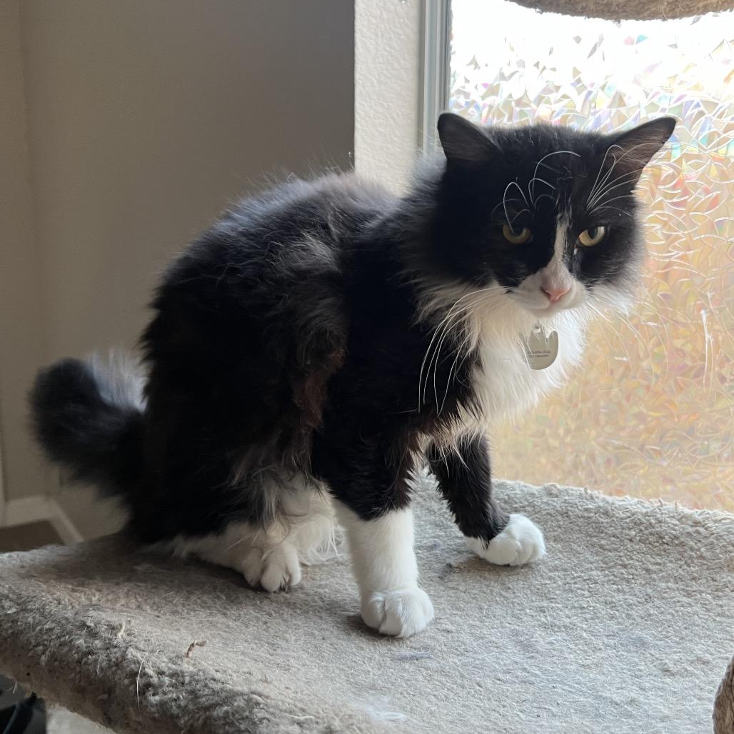 Carbonara, a Adoptable Domestic Short Hair in Phoenix, AZ image 2/6