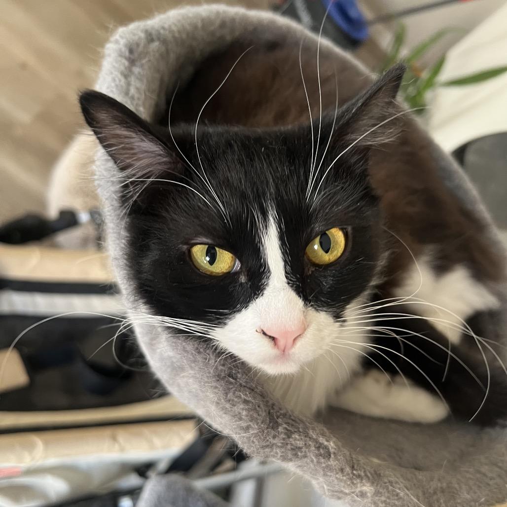 Carbonara, a Adoptable Domestic Short Hair in Phoenix, AZ image 3/6