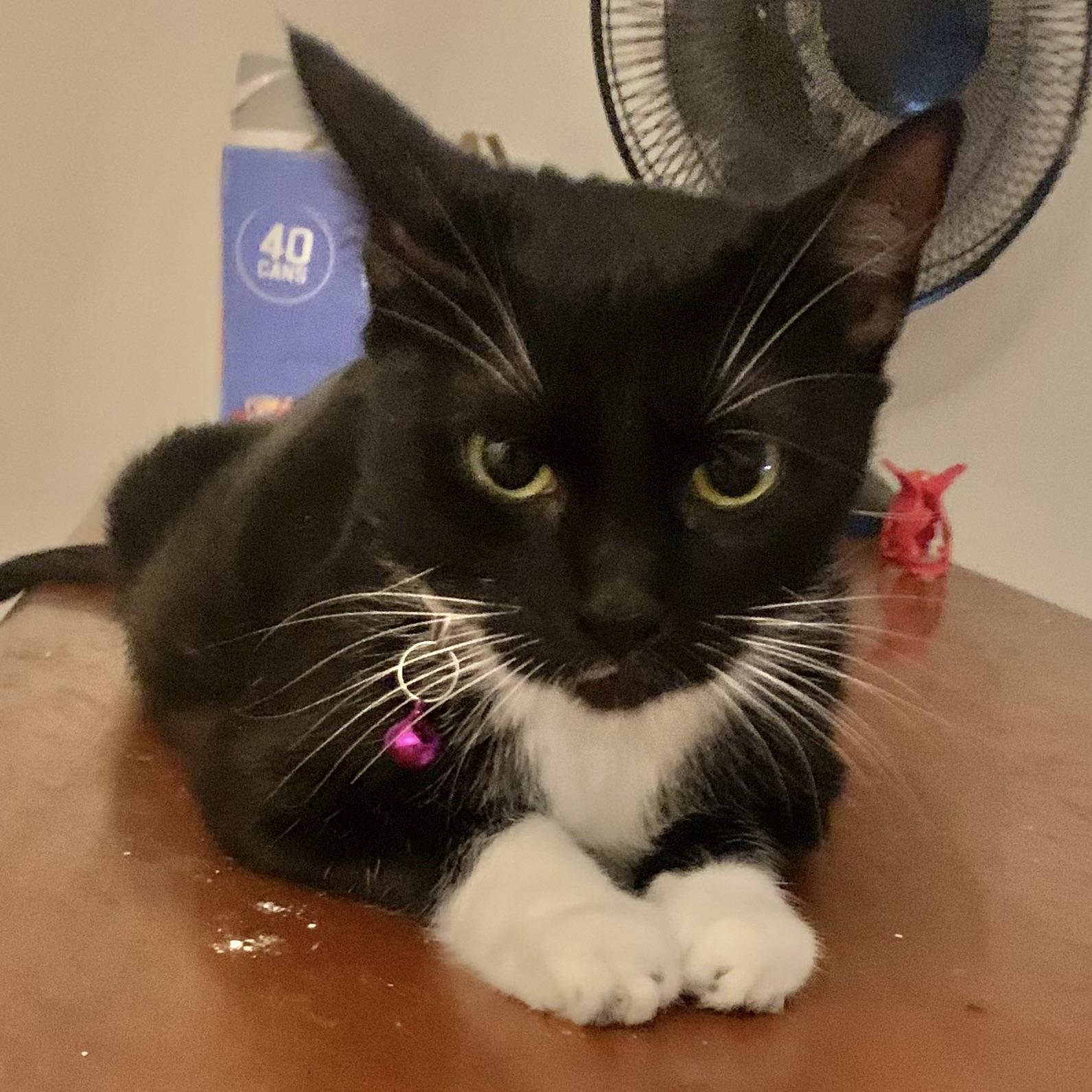 Enlarge Elizabeth, a Adoptable Domestic Short Hair in Pittstown, NJ image 3/4