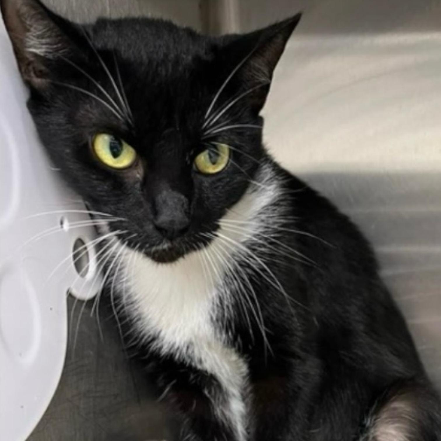 Enlarge Elizabeth, a Adoptable Domestic Short Hair in Pittstown, NJ image 4/4