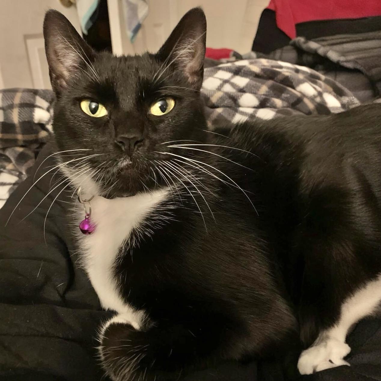 Enlarge Elizabeth, a Adoptable Domestic Short Hair in Pittstown, NJ image 1/4