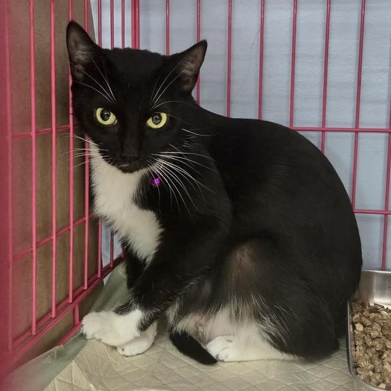 Enlarge Elizabeth, a Adoptable Domestic Short Hair in Pittstown, NJ image 2/4