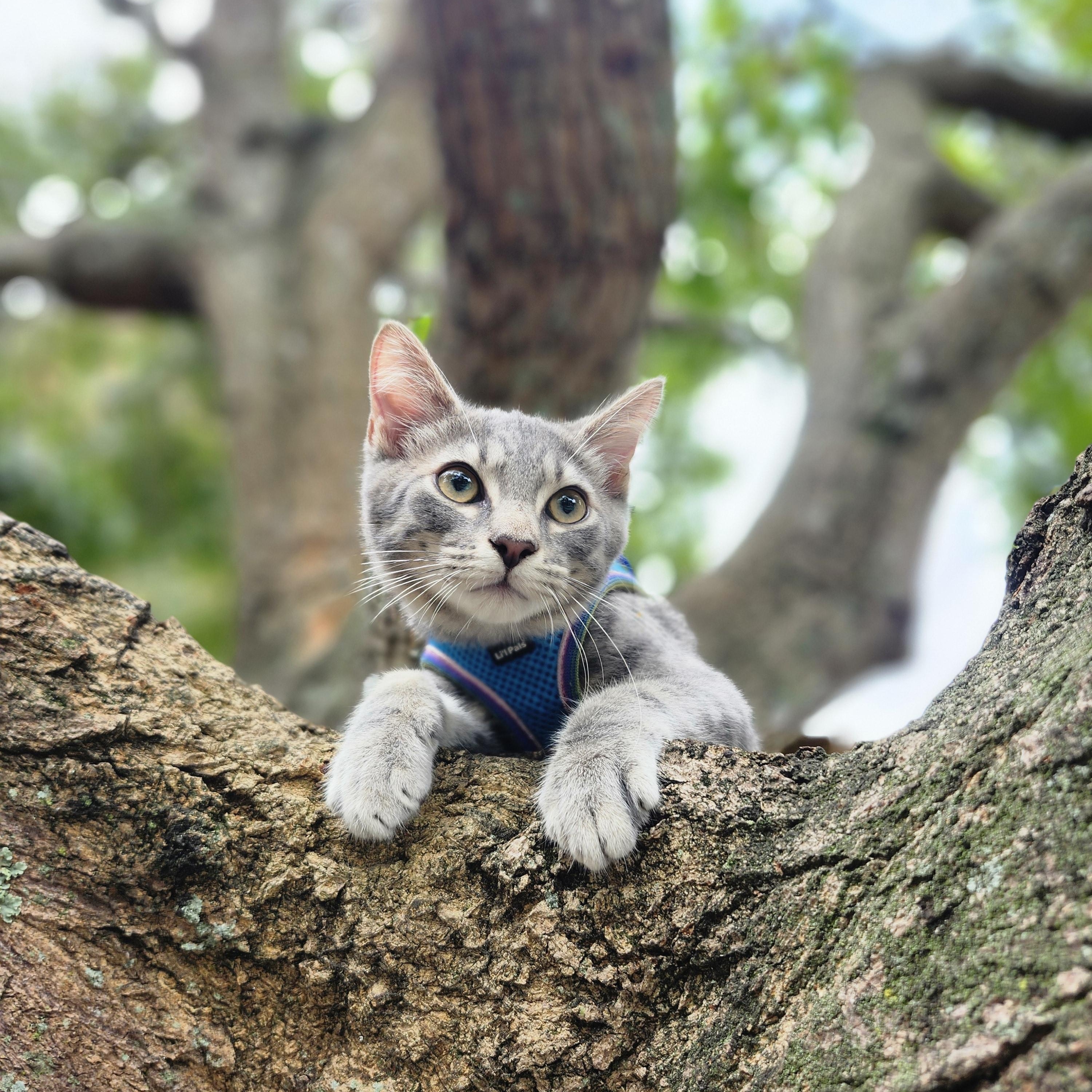 Enlarge Caelum, a Adoptable Domestic Short Hair in Melbourne , FL image 2/6
