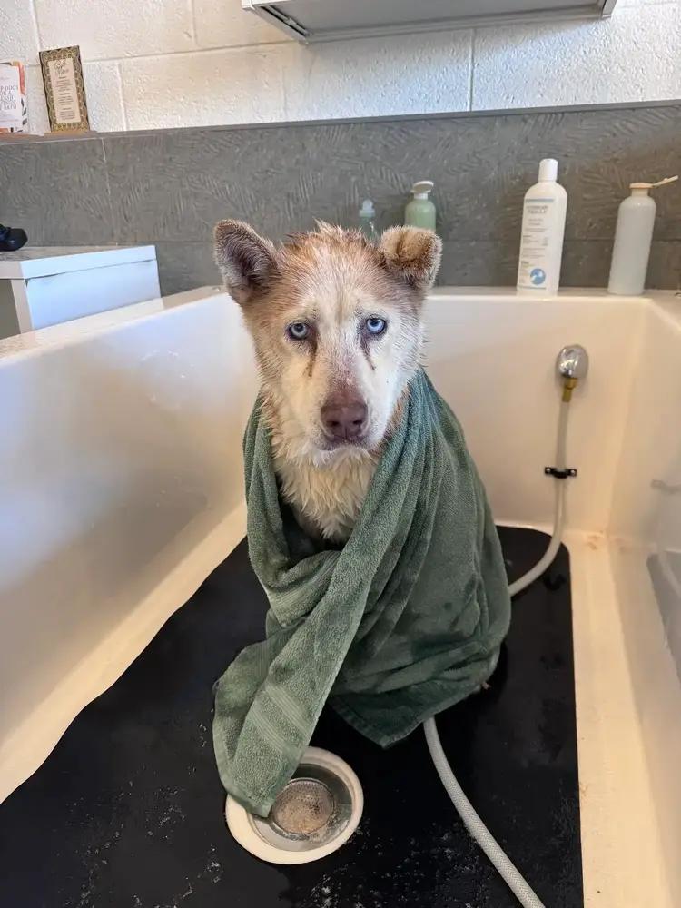 Enlarge Misha, a Adoptable mixed breed in Denver, CO image 1/5