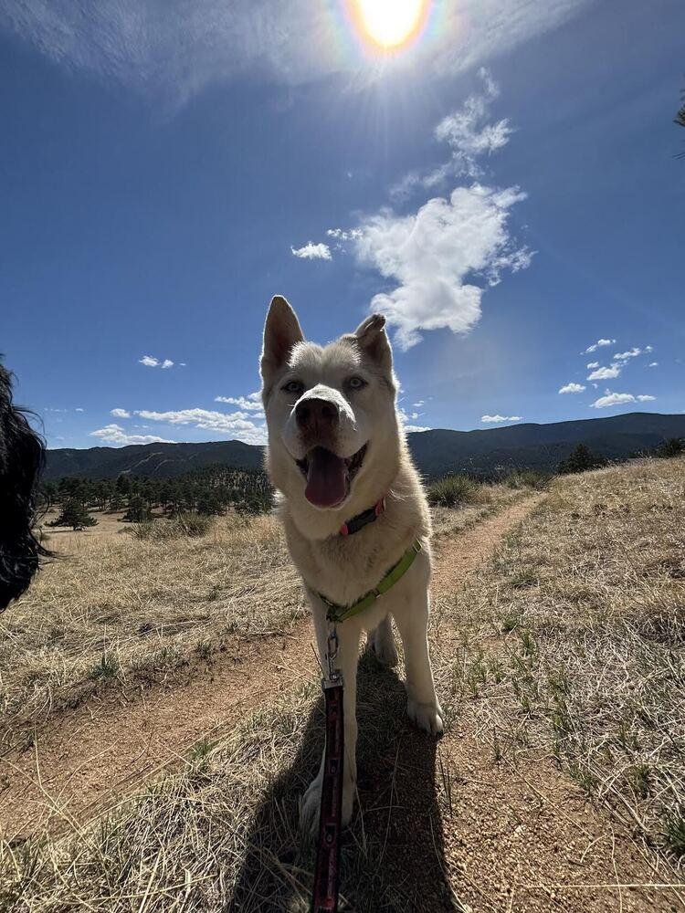 Enlarge Misha, a Adoptable mixed breed in Denver, CO image 2/6