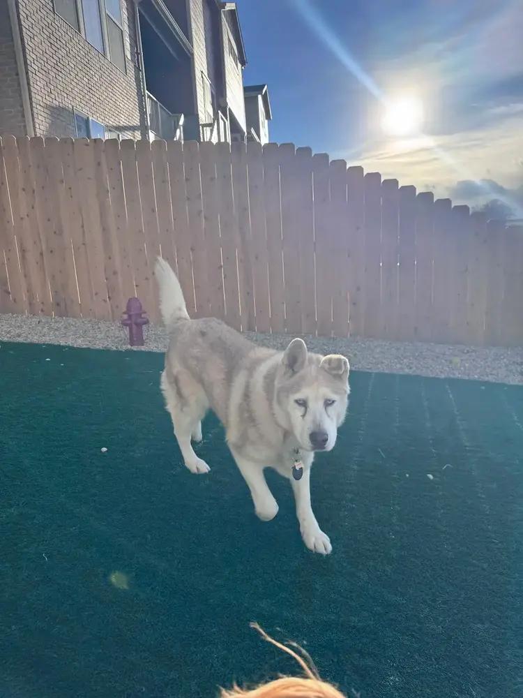 Enlarge Misha, a Adoptable mixed breed in Denver, CO image 2/5