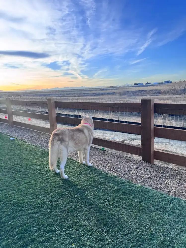 Enlarge Misha, a Adoptable mixed breed in Denver, CO image 3/5