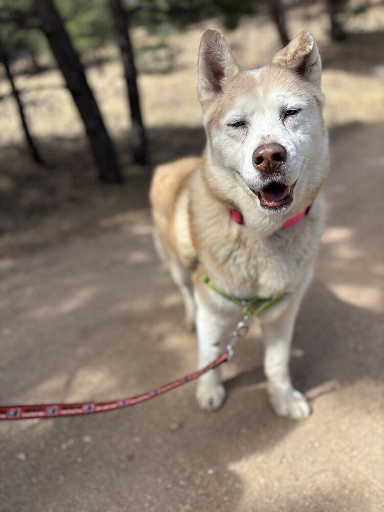 Enlarge Misha, a Adoptable mixed breed in Denver, CO image 3/6