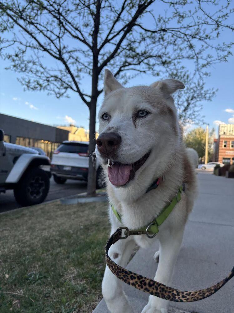 Enlarge Misha, a Adoptable mixed breed in Denver, CO image 4/6