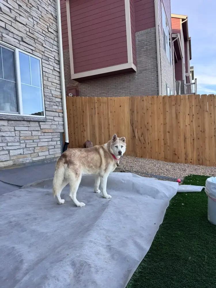 Enlarge Misha, a Adoptable mixed breed in Denver, CO image 4/5