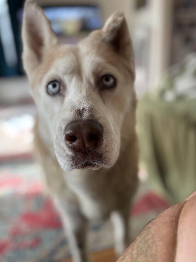 Enlarge Misha, a Adoptable mixed breed in Denver, CO image 6/6