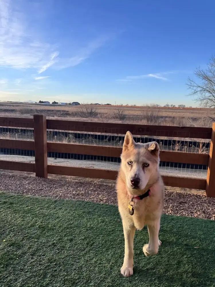 Enlarge Misha, a Adoptable mixed breed in Denver, CO image 5/5