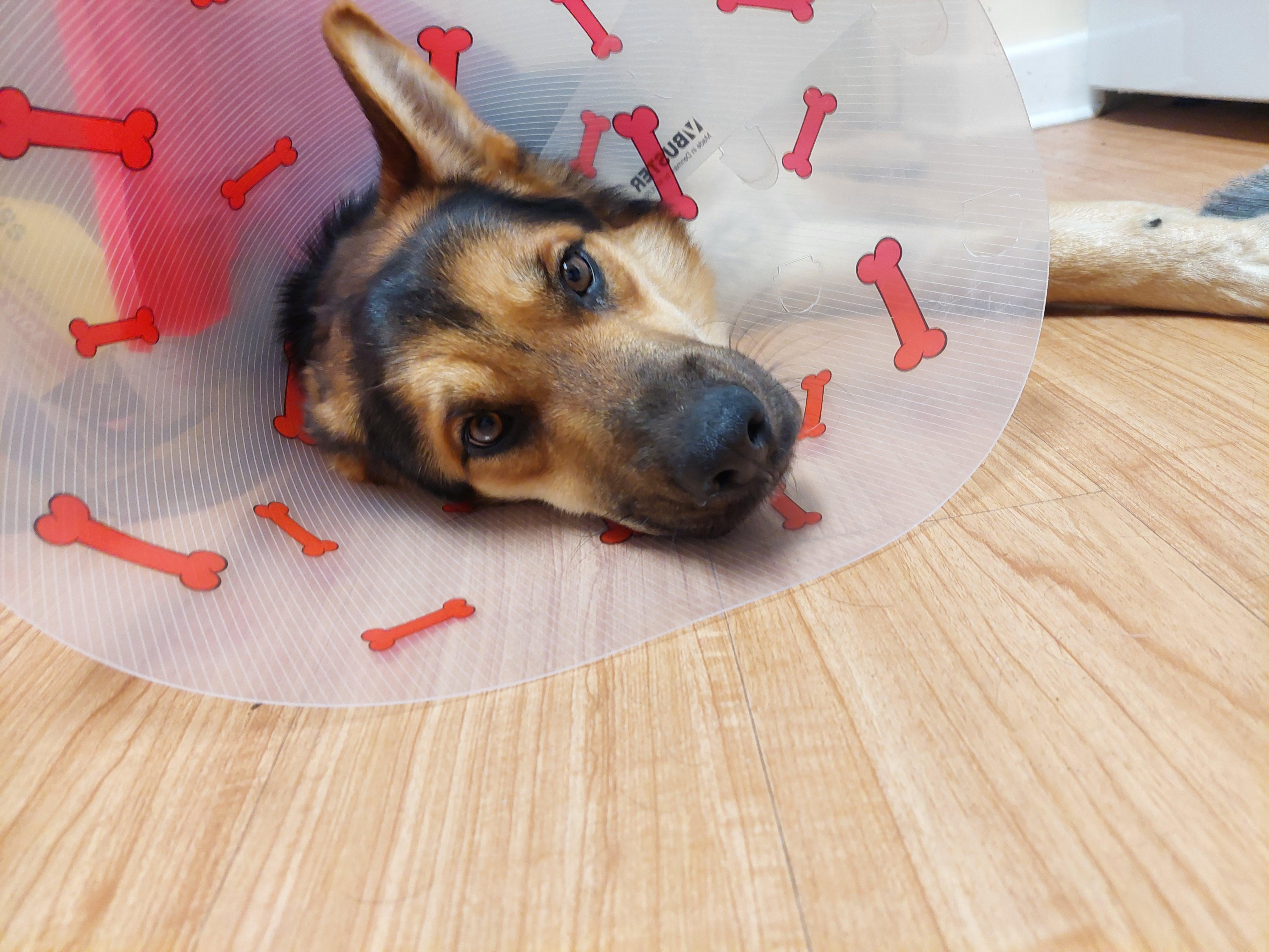 Magnus, adopted, Young Male German Shepherd Dog.