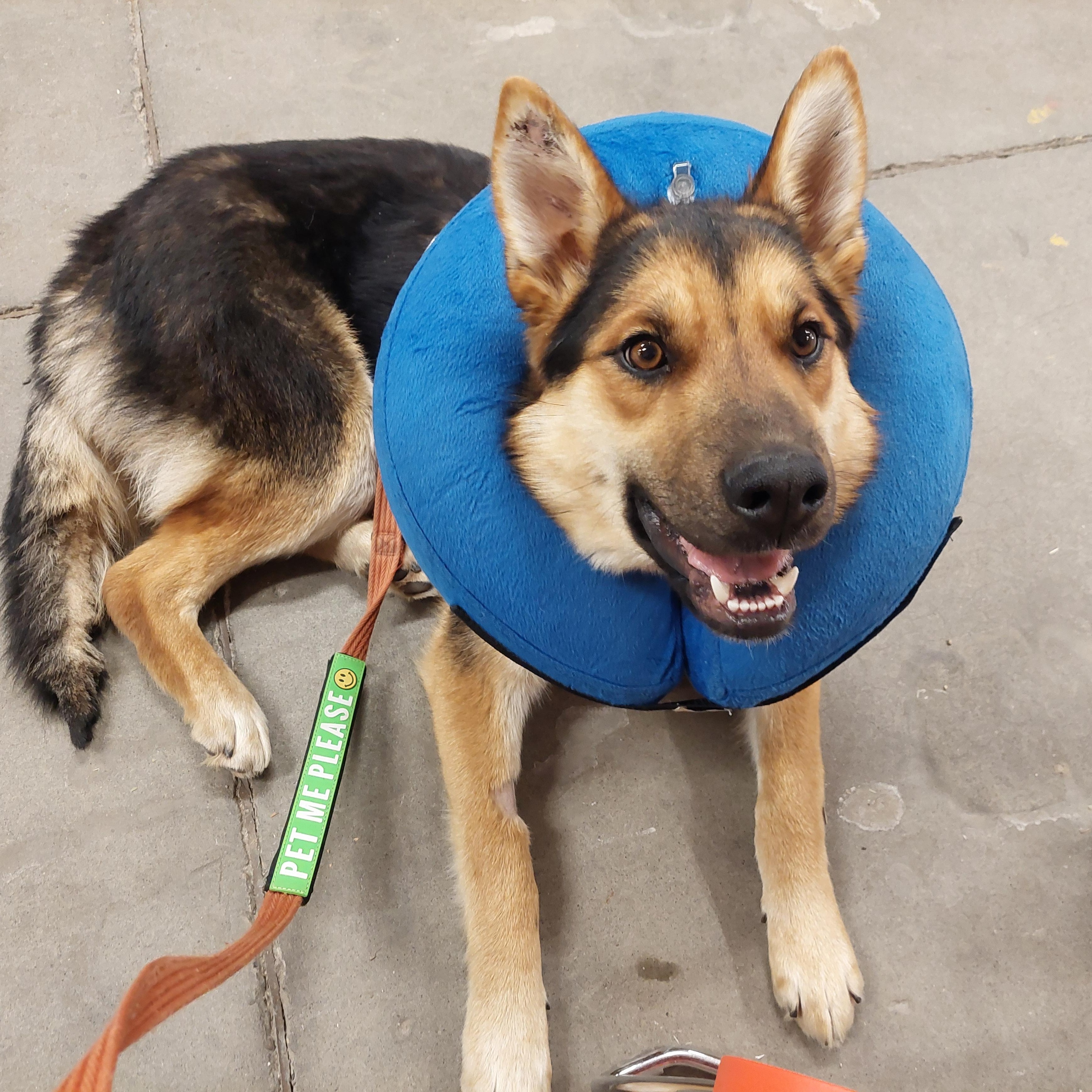 Enlarge Magnus, an adopted German Shepherd Dog in Edmonton, AB image 2/6