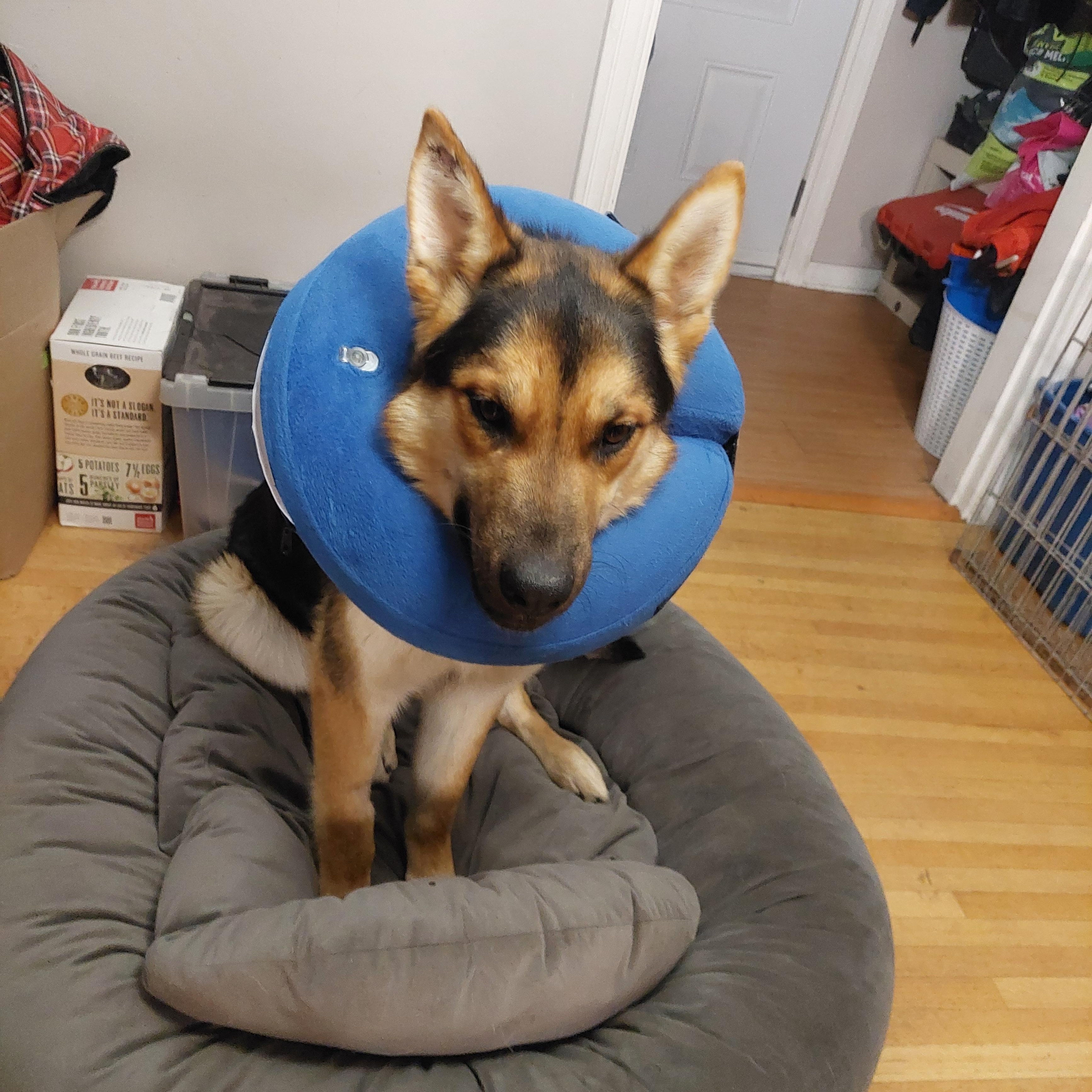 Enlarge Magnus, an adopted German Shepherd Dog in Edmonton, AB image 3/6