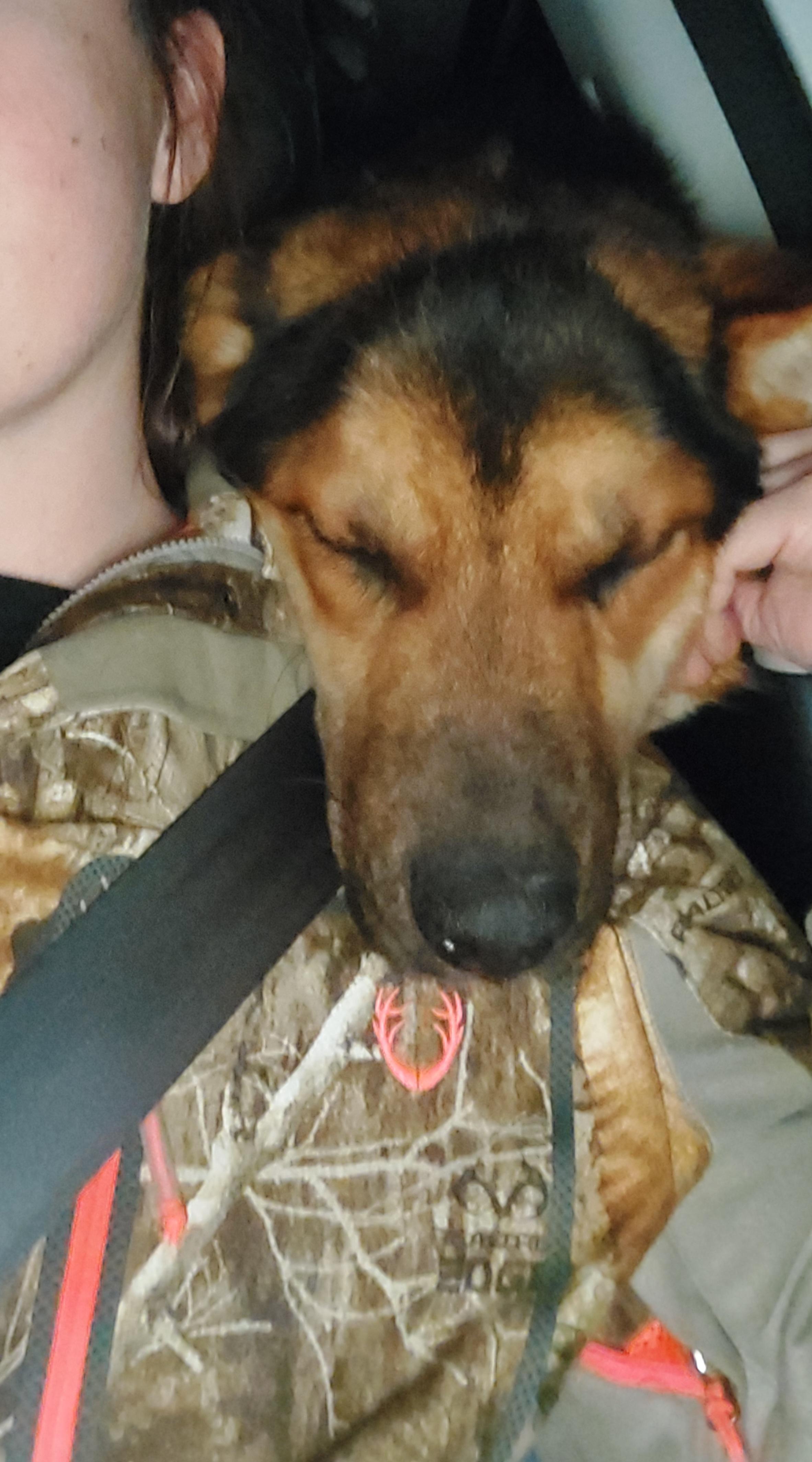 Enlarge Magnus, an adopted German Shepherd Dog in Edmonton, AB image 5/6