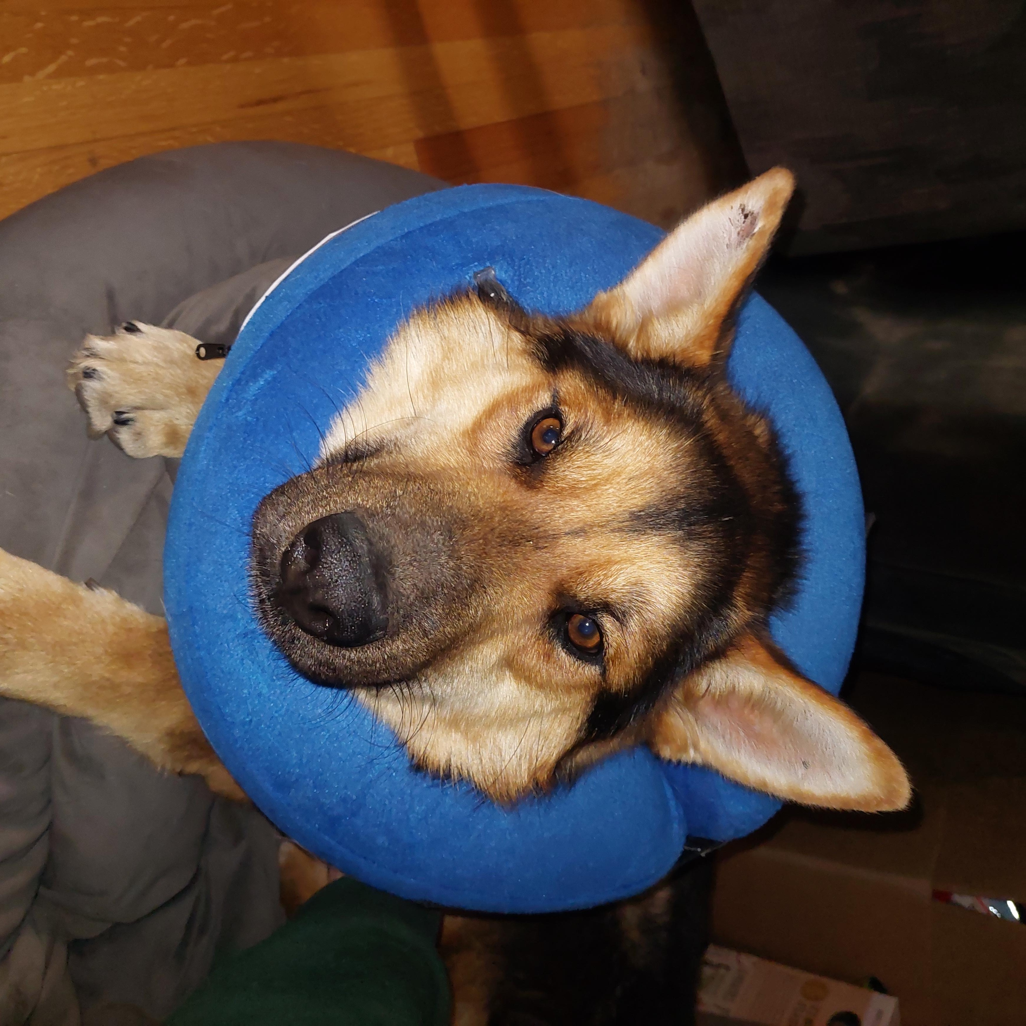 Enlarge Magnus, an adopted German Shepherd Dog in Edmonton, AB image 6/6