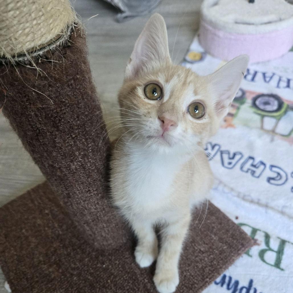 Enlarge Presley, a Adoptable Domestic Short Hair in Peachtree City, GA image 1/4