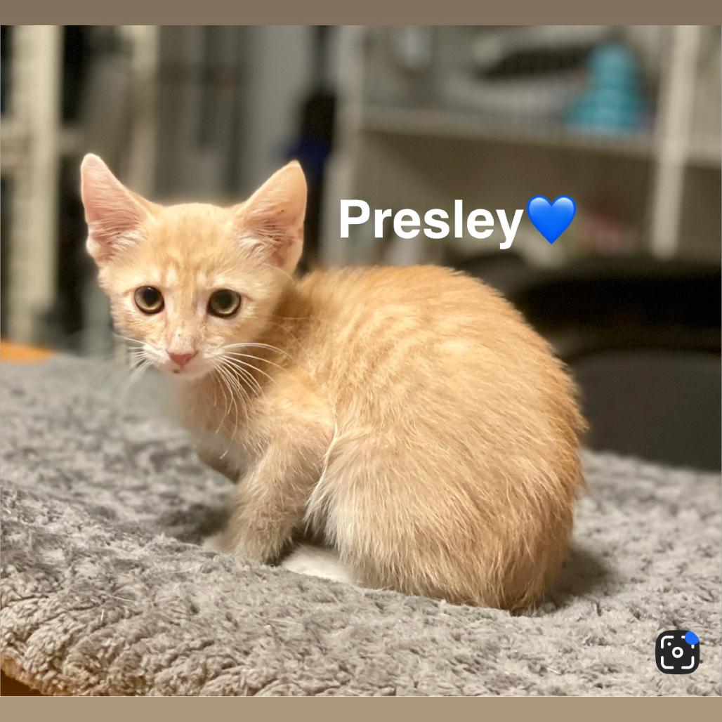 Enlarge Presley, a Adoptable Domestic Short Hair in Peachtree City, GA image 2/4