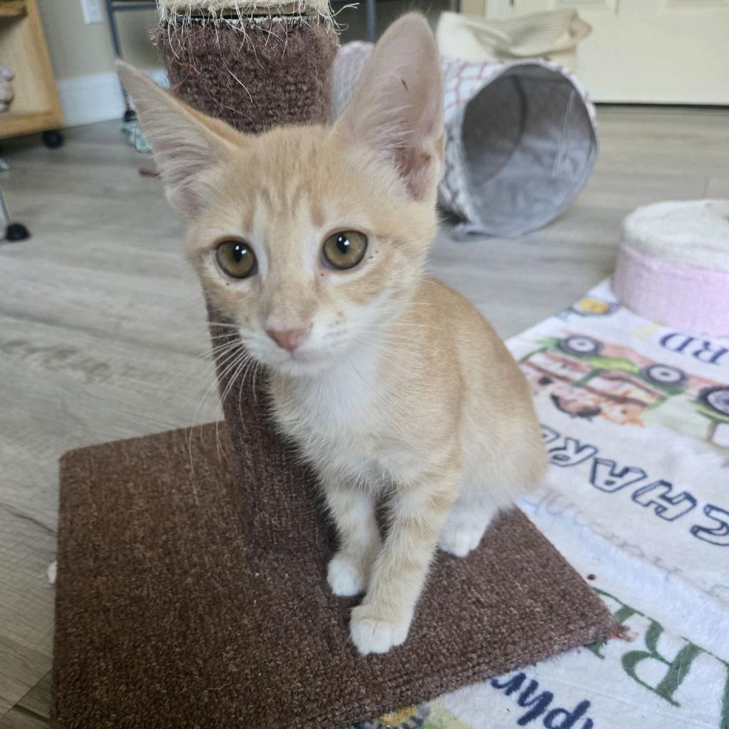 Enlarge Presley, a Adoptable Domestic Short Hair in Peachtree City, GA image 3/4