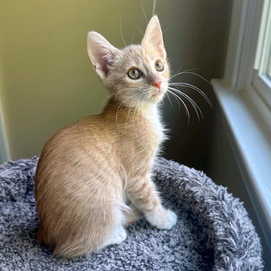 Enlarge Presley, a Adoptable Domestic Short Hair in Peachtree City, GA image 4/4