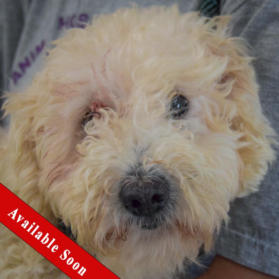 Muffin, Adoptable, Young Female Wheaten Terrier & Poodle.