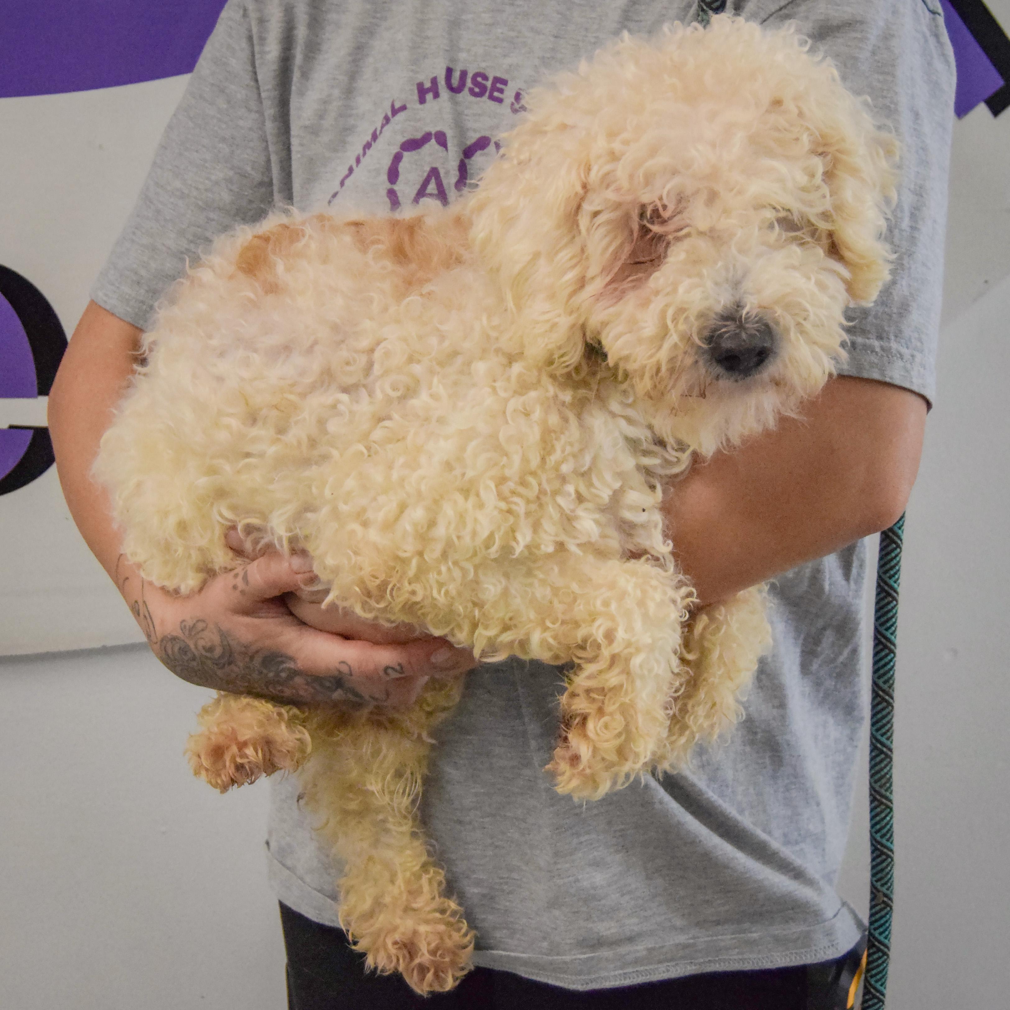 Enlarge Muffin, a Adoptable mixed breed in Huntley, IL image 2/4