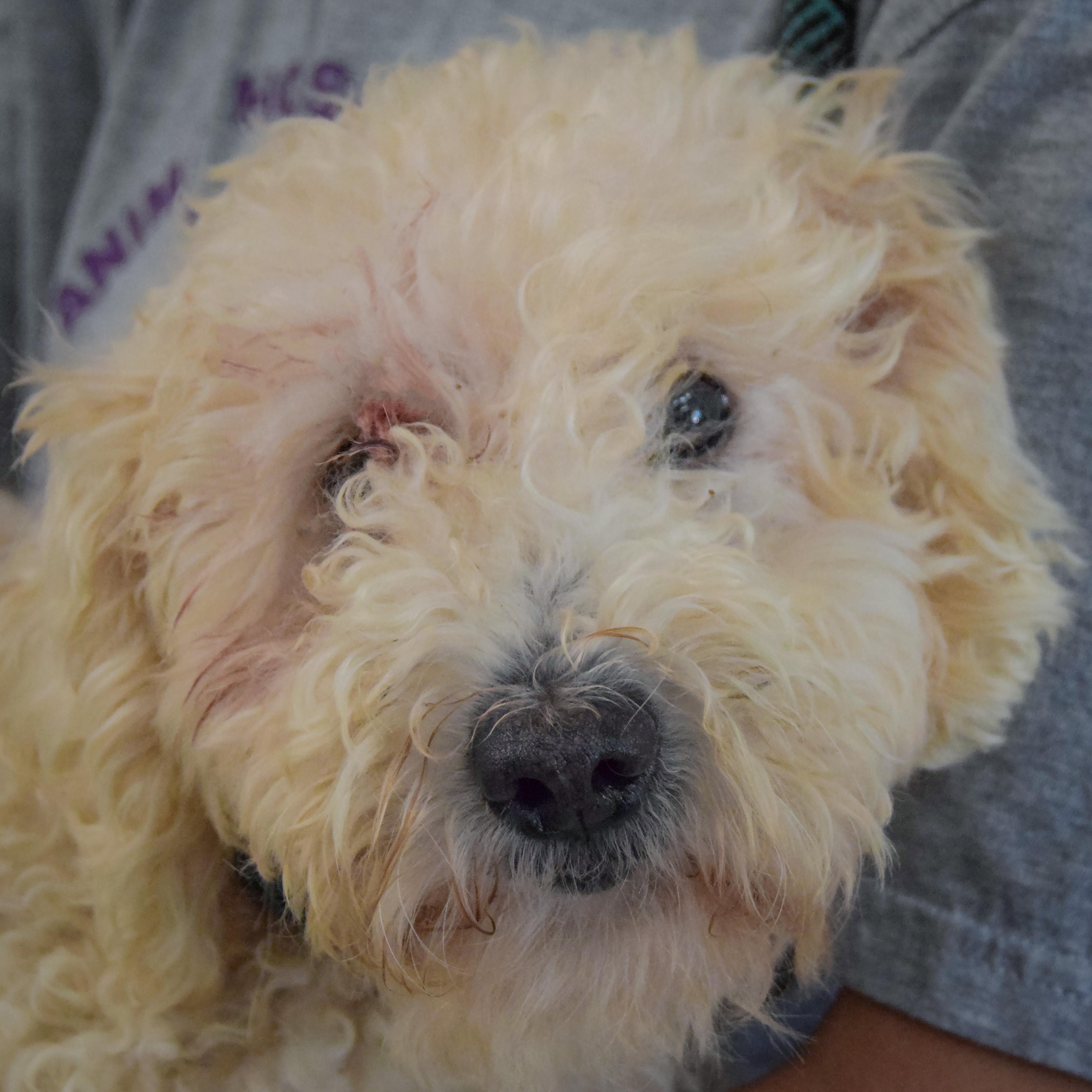Enlarge Muffin, a Adoptable mixed breed in Huntley, IL image 4/4