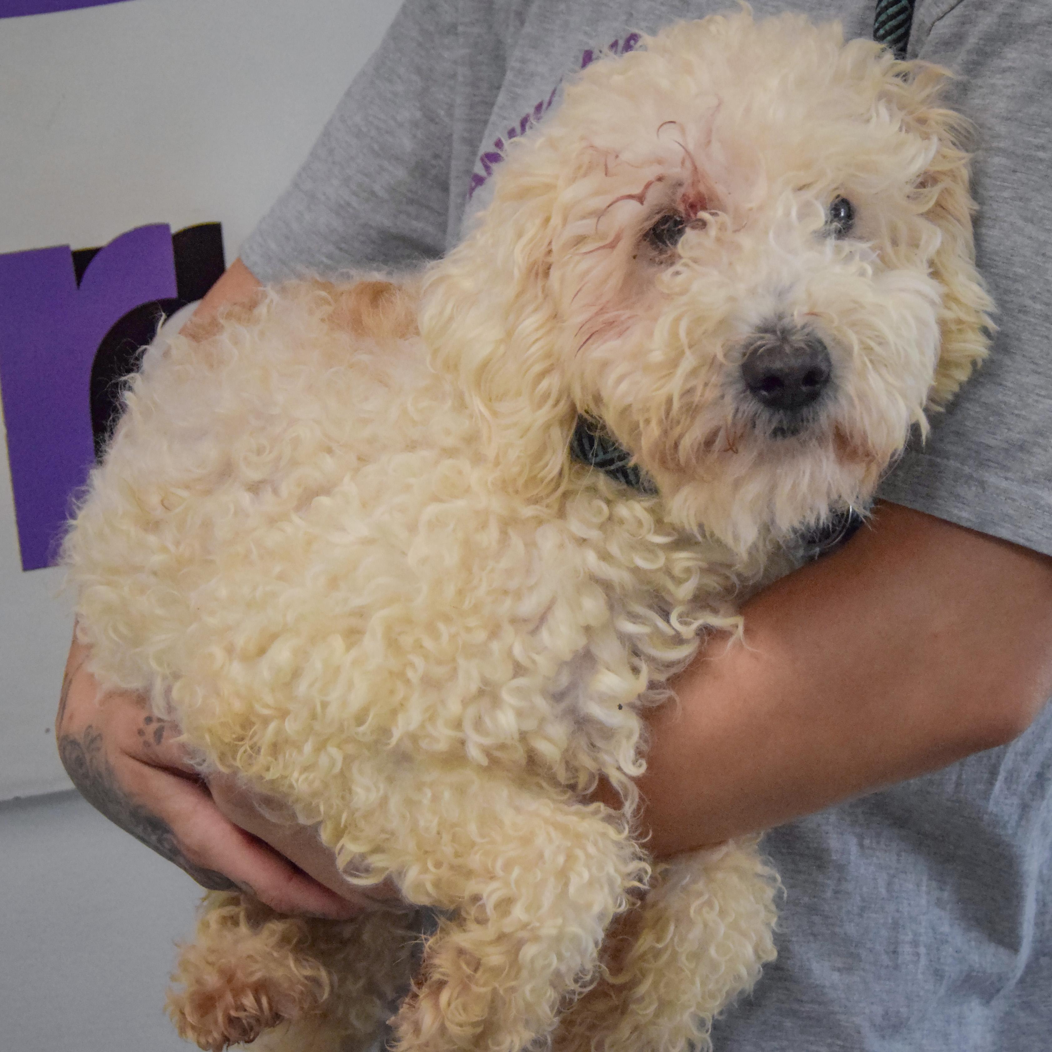 Enlarge Muffin, a Adoptable mixed breed in Huntley, IL image 3/4