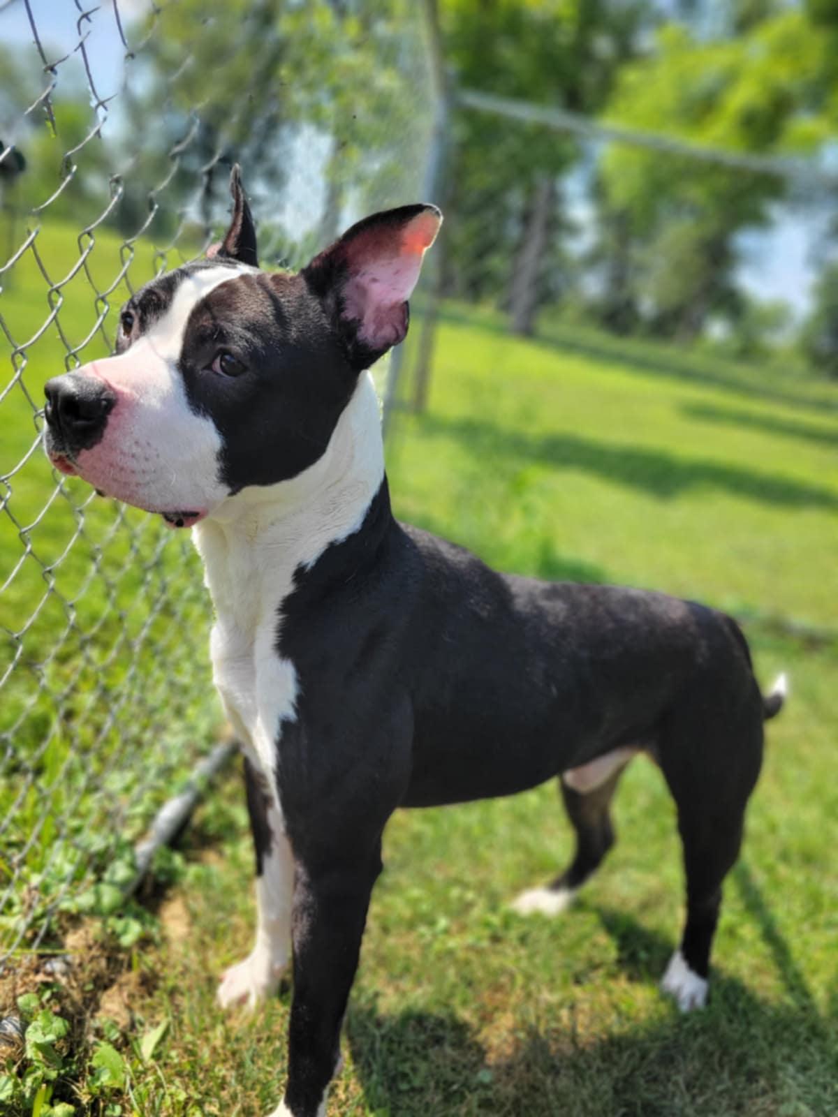 Odin