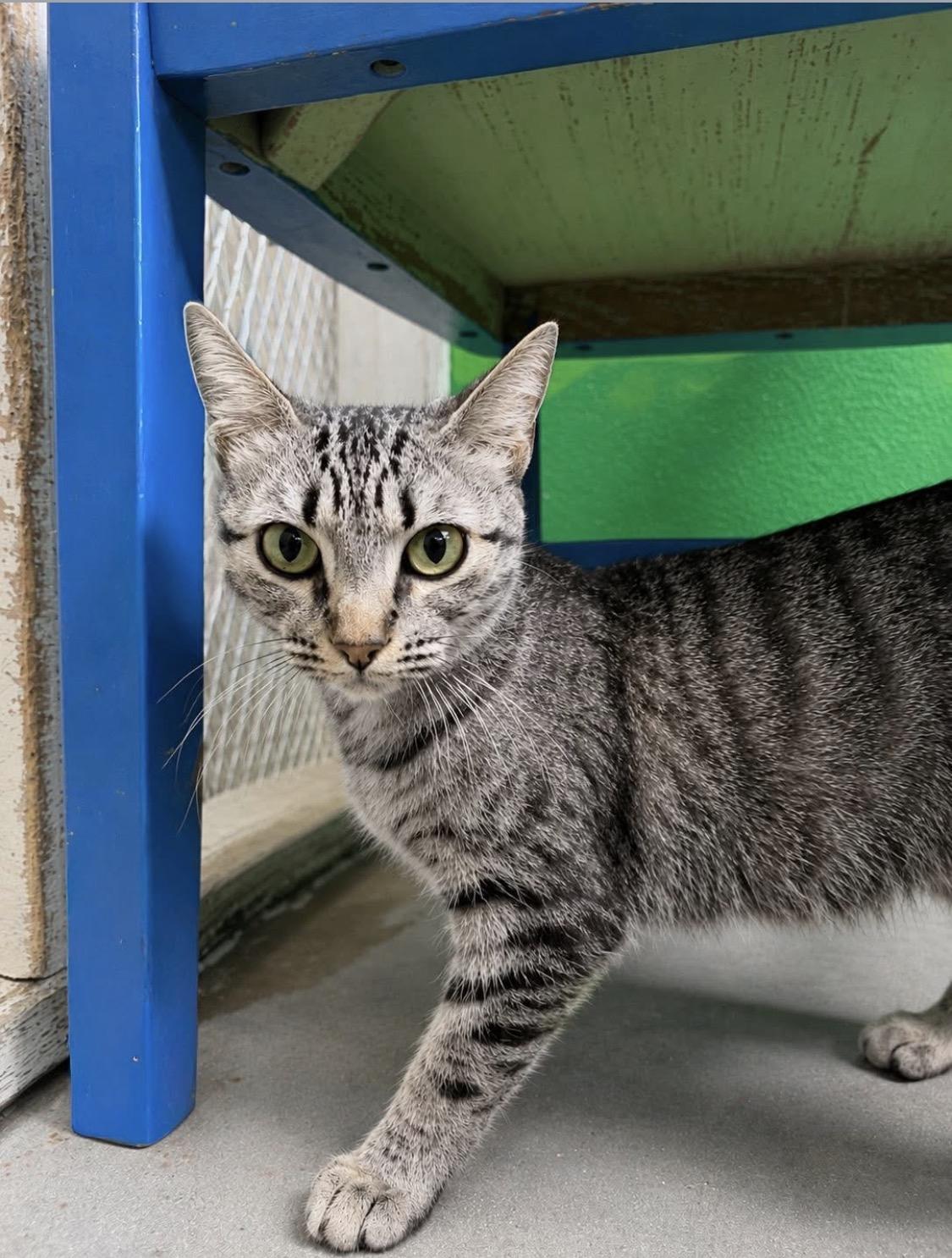 Poppy, adopted, Adult Female Domestic Short Hair.