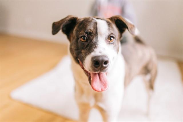 Enlarge BRONCO BOB, a Adoptable mixed breed in Albuquerque, NM image 1/1