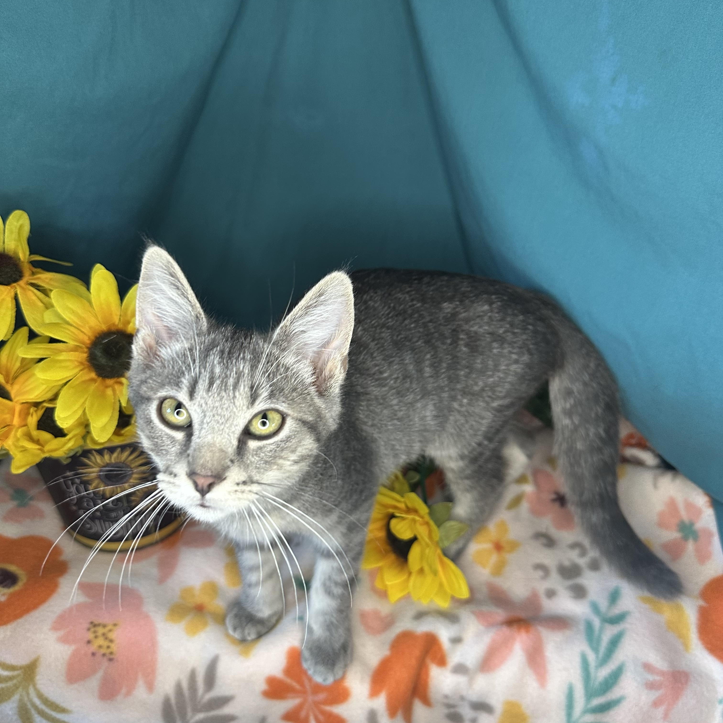 Jasper, an adoptable Tabby, Siberian in Mount Vernon, IL, 62864 | Photo Image 3